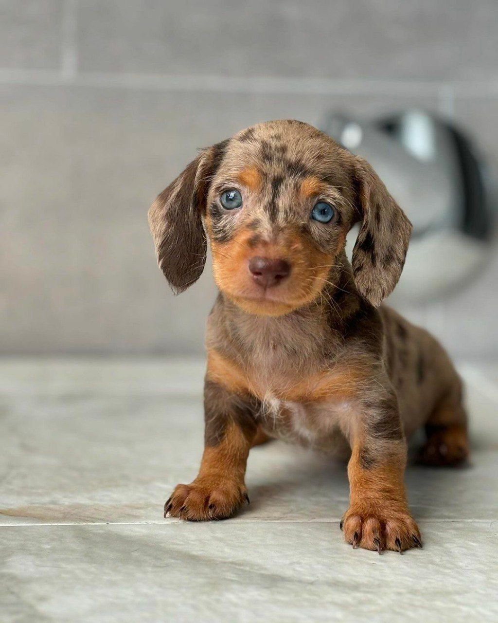 Cachorro teckel miniatura choco merle