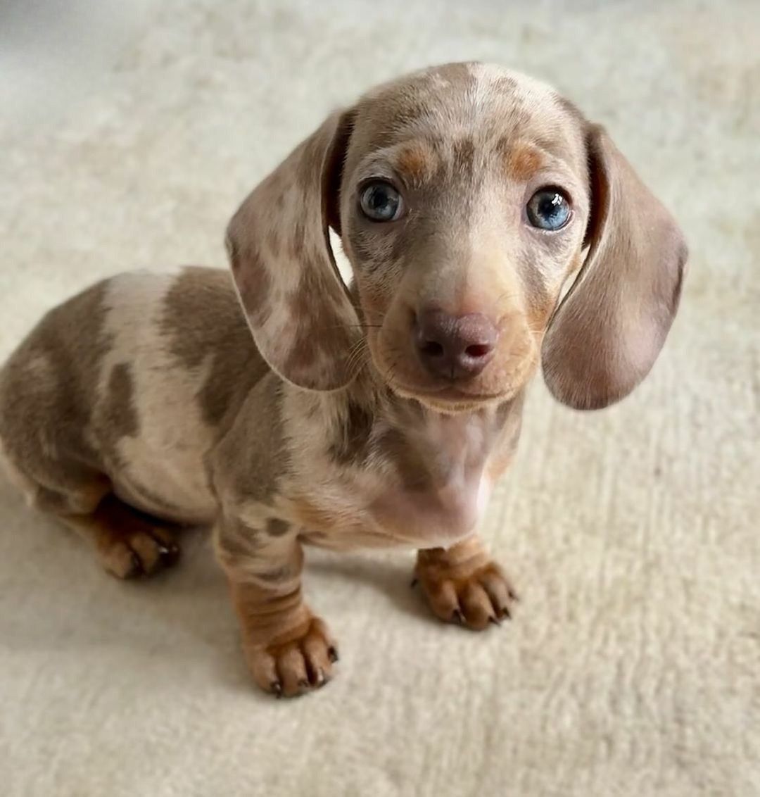 Cachorro teckel miniatura isabella merle